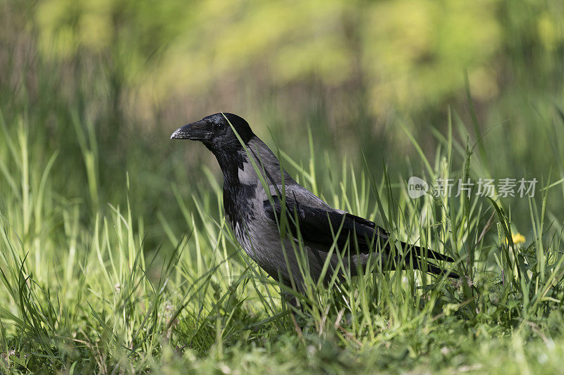 冠乌鸦(Corvus cornix)